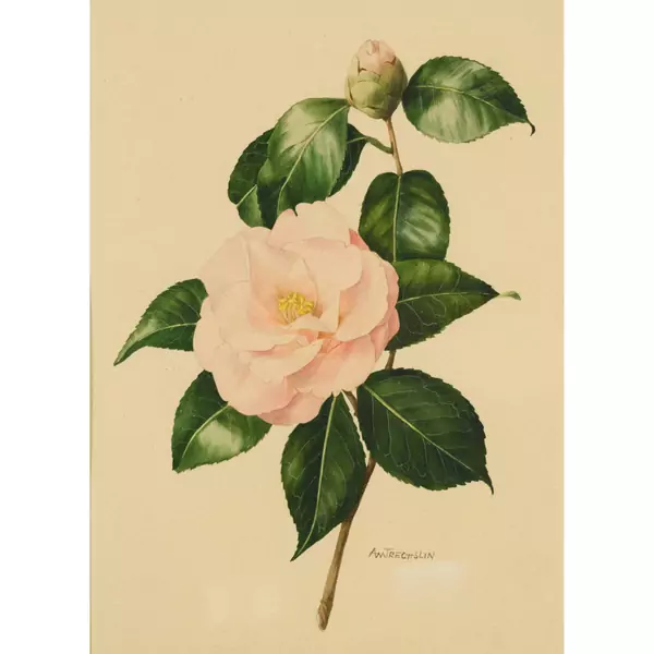 Blühende Rose