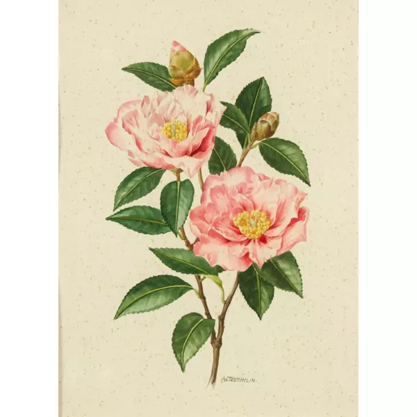 Rosenranke mit Blüten
