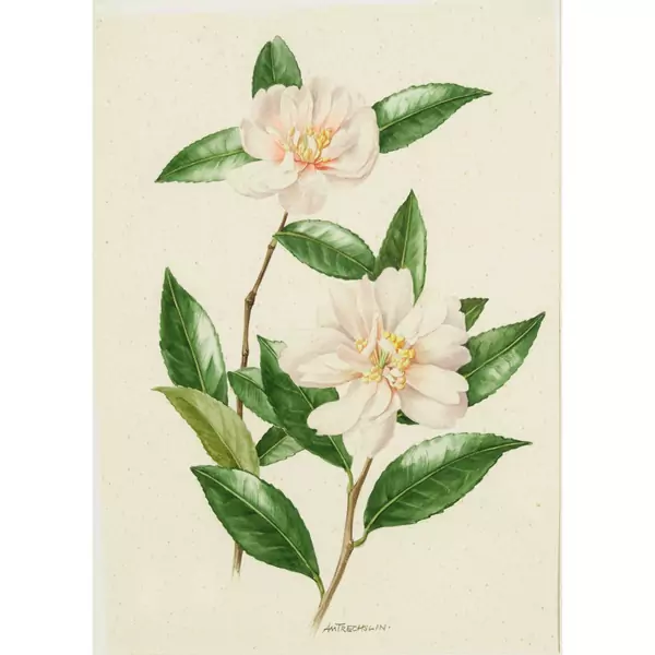 Zwei Rosenranken