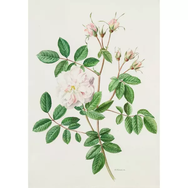 Rosenranke