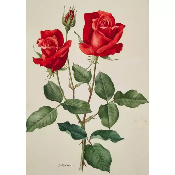 Rote Rosen