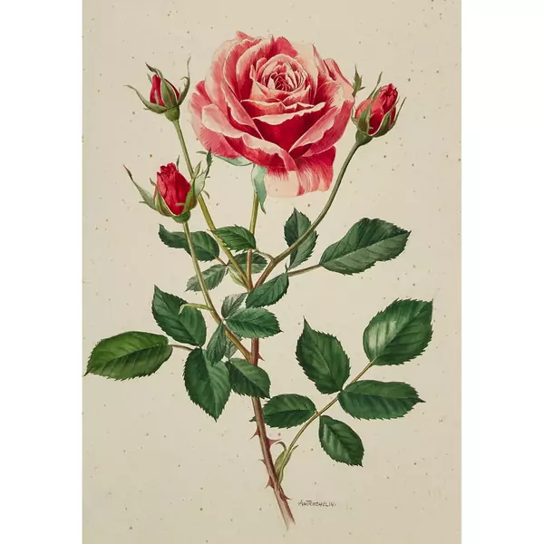 Blühende Rosen