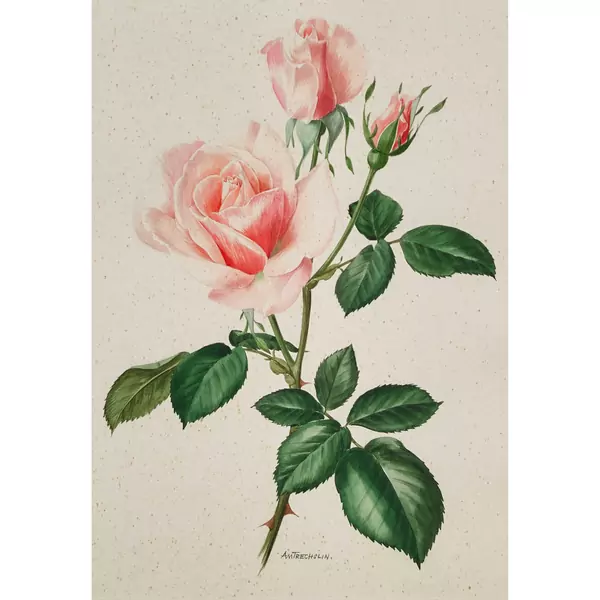 Drei blühende Rosen