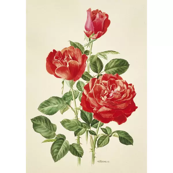 Blühende Rosen