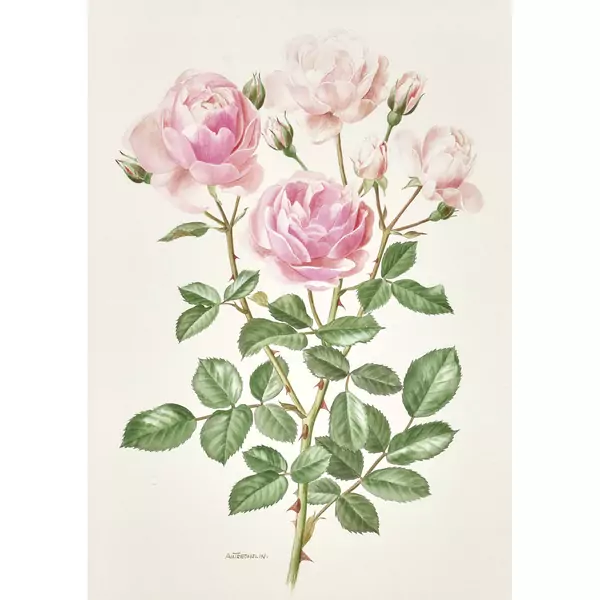 Rosen. Gegenstücke