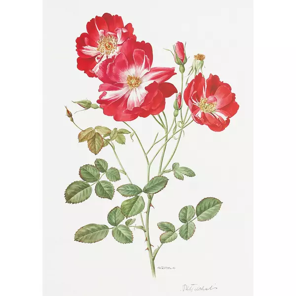 "Roses d'antan"