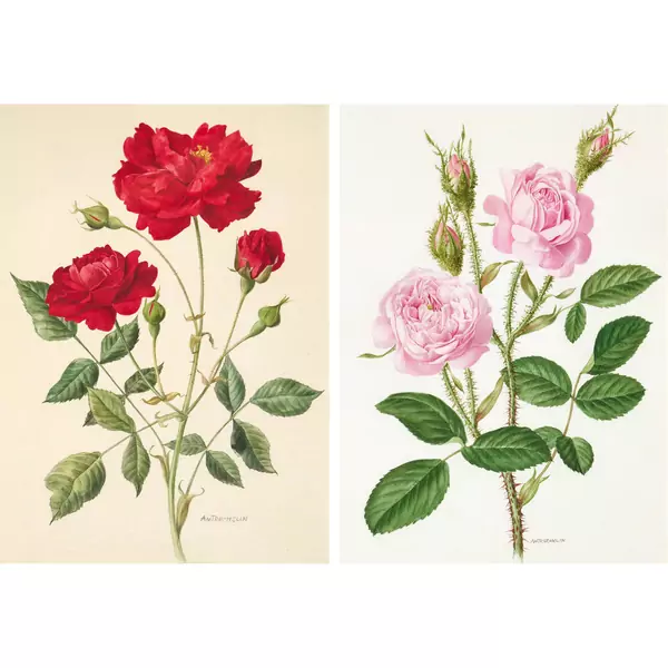 Rosenblüten. Gegenstücke