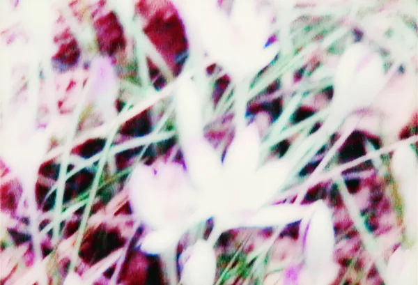 Annelies Štrba — An III, 1999