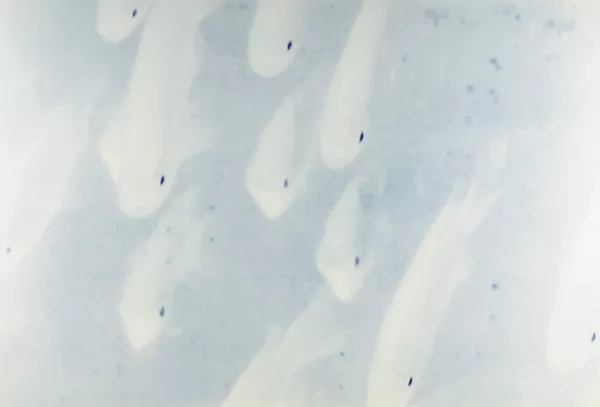 Annelies Štrba — Koi Karpfen, aus der Serie "Japan", 1995