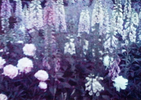 Annelies Štrba — 4 Fotografien aus "Lost Garden", 1999