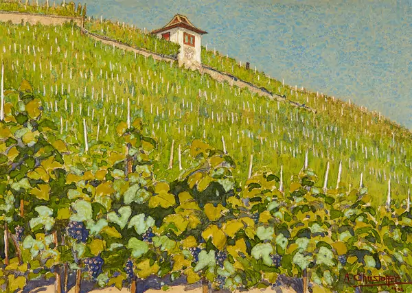 Weinberg Sternhalde in Stäfa