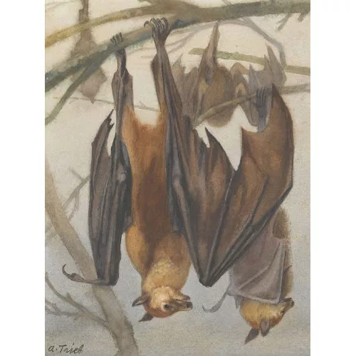 Anton Trieb — Am Baum hängende Flughunde.