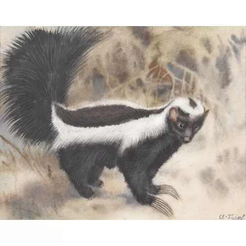 Anton Trieb — Stinktier.