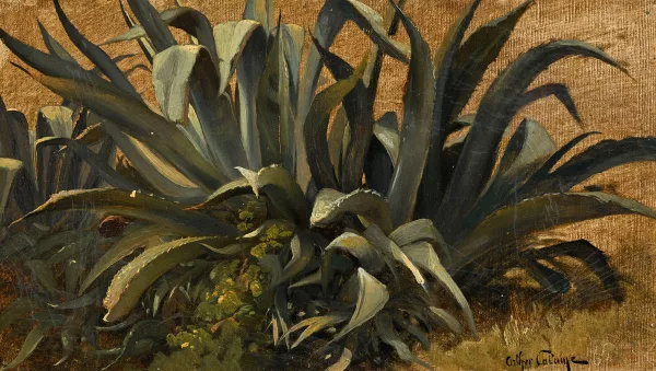 Arthur Calame — Agaves