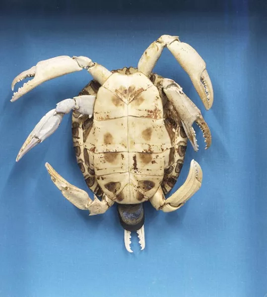 Athena Vida — Testuda Crustacea