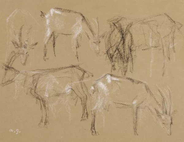 Augusto Giacometti — Ziegen