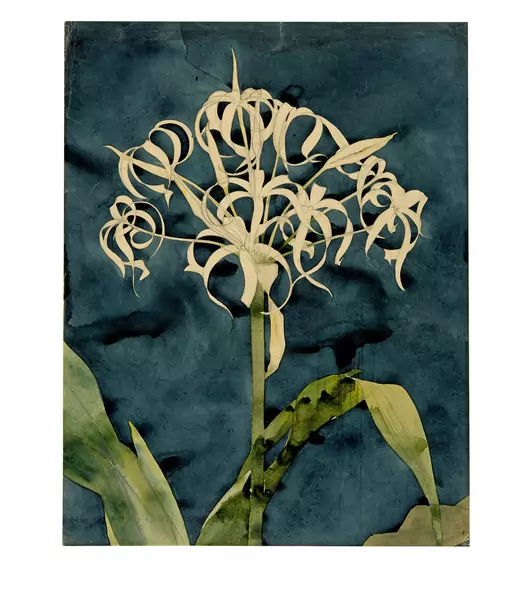 Augusto Giacometti — Orchideen. Pflanzenstudie — Galerie Kornfeld