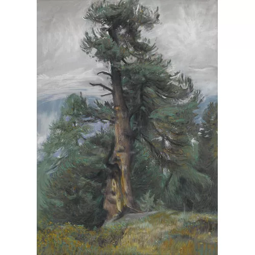Aurèle Barraud — Sommerlandschaft mit Kiefern.