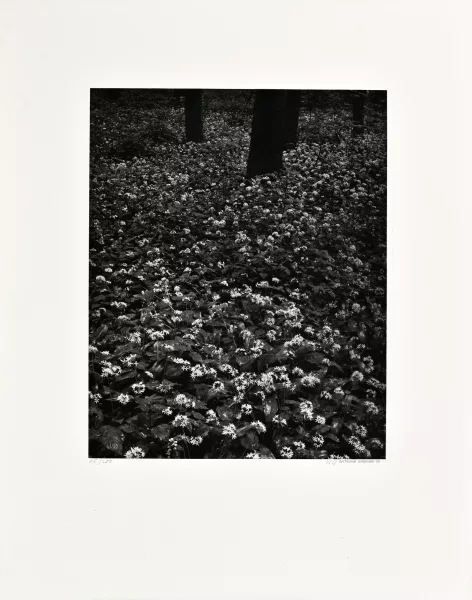 Balthasar Burkhard — Blüten im Wald, 2003
