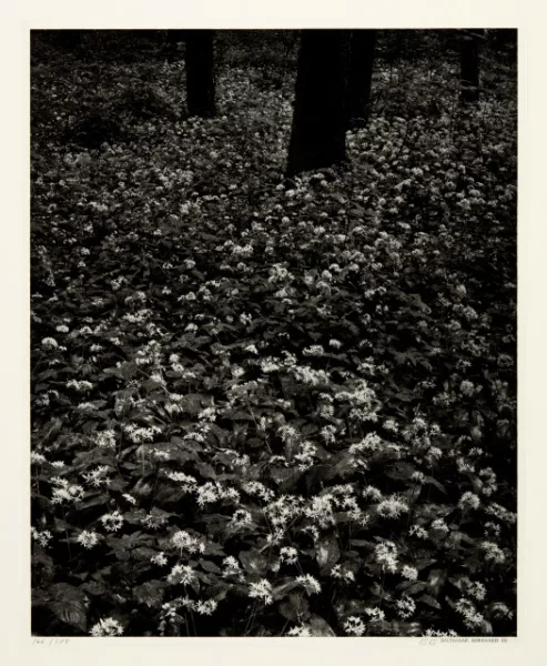Balthasar Burkhard — Blüten im Wald