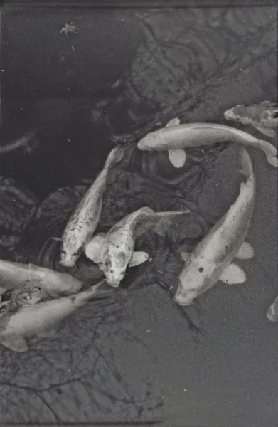 Balthasar Burkhard — Koi Karpfen, aus der Serie "Japan", 1984