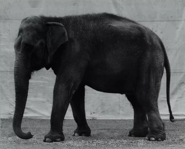 Balthasar Burkhard — Elephant, um 1996