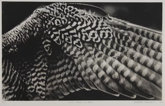 Balthasar Burkhard — Flügel, 1993