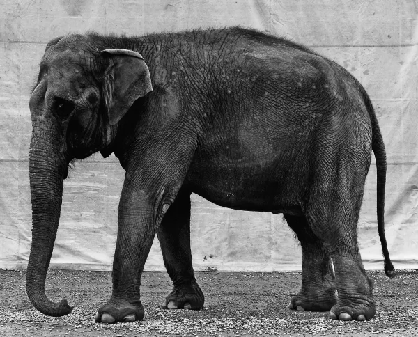 Balthasar Burkhard — Elephant, ca. 1996