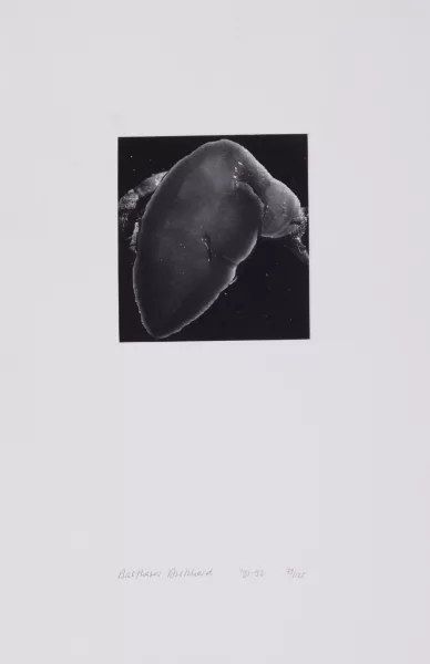 Balthasar Burkhard — Schnecke, 1991-92