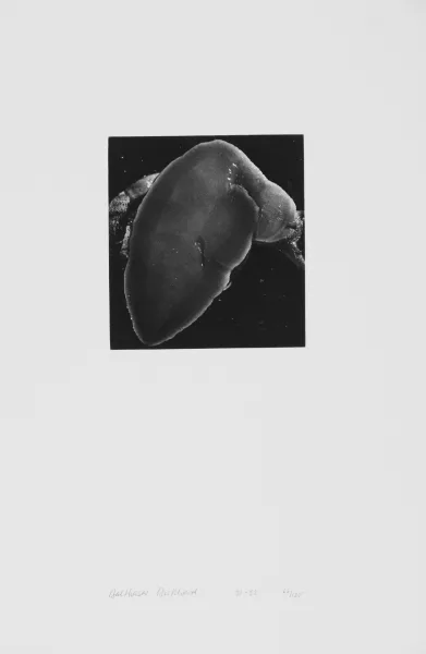 Balthasar Burkhard — 2 Fotografien: Hand, 1991; Schnecke, 1991/92