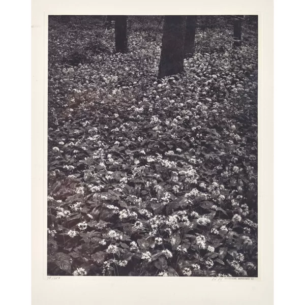 Balthasar Burkhard — "Blüten im Wald".