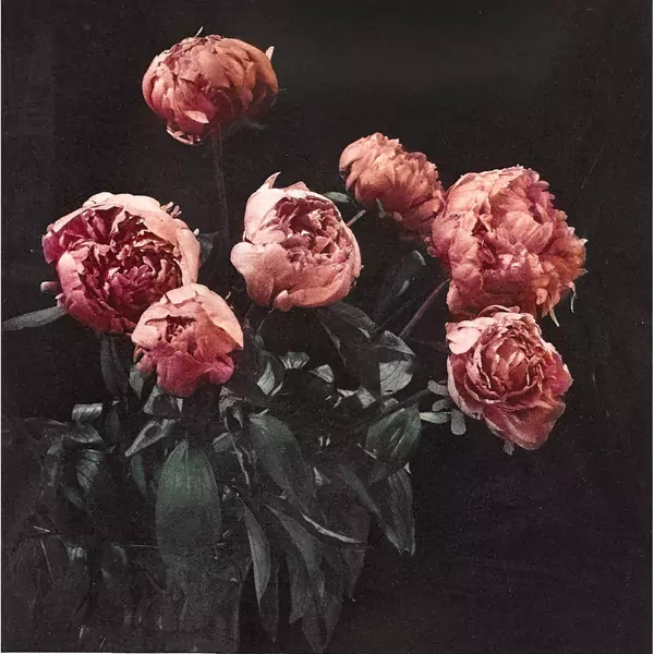 "Flowers" (Pfingstrosen)