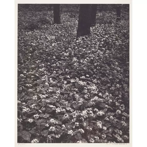 "Blüten im Wald"