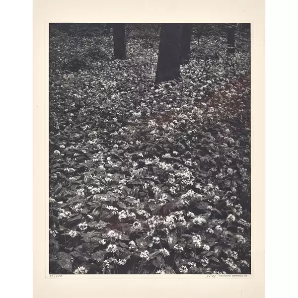 "Blüten im Wald"