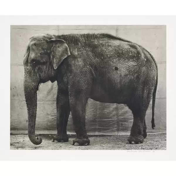 Elefant