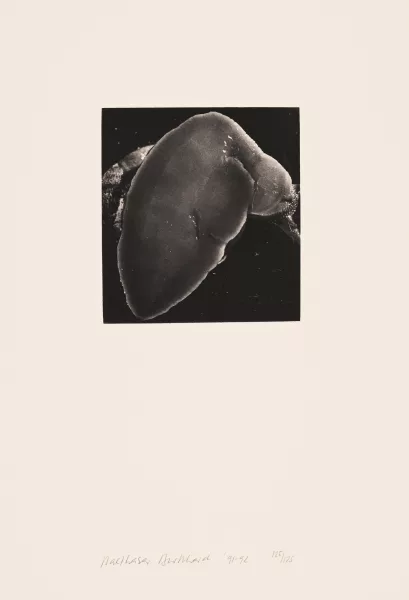 Balthasar Burkhard — 2 Fotografien: Hand, 1991; Schnecke, 1991/92