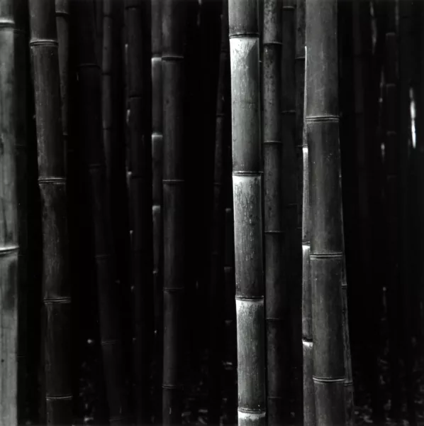 Balthasar Burkhard — Bambus, 1990/91