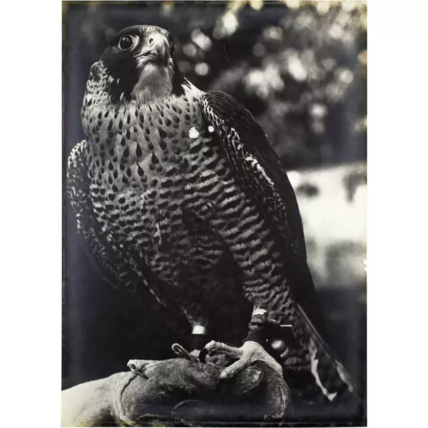 Balthasar Burkhard — Falke — Galerie Kornfeld