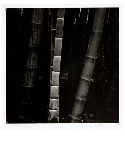 Balthasar Burkhard — Phyllostachys — Galerie Kornfeld