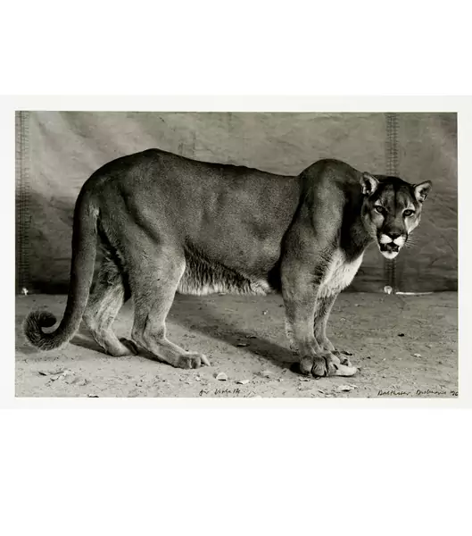 Balthasar Burkhard — Puma — Galerie Kornfeld