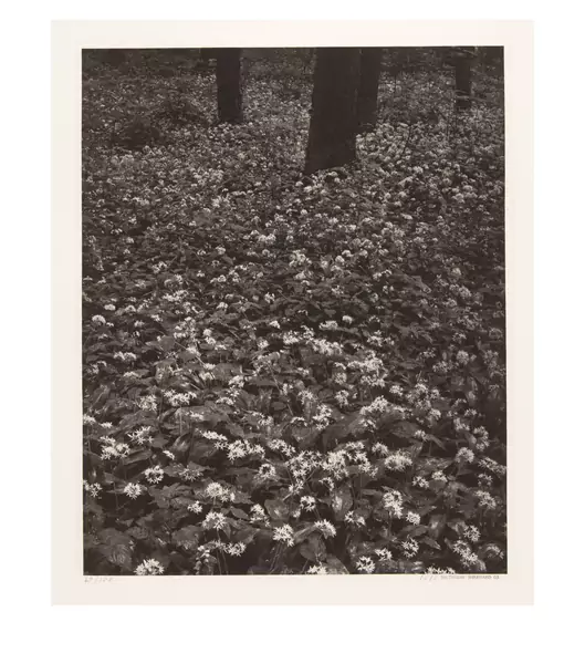 Balthasar Burkhard — Blüten im Wald — Galerie Kornfeld