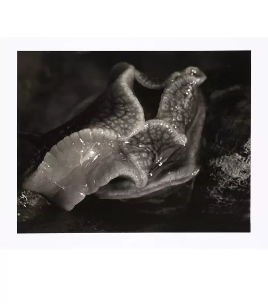 Balthasar Burkhard — Escargots — Galerie Kornfeld