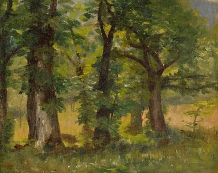 Sous-bois