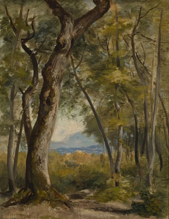 Sous-bois avec percée sur l'horizon