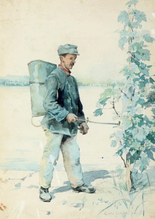 Im Rebberg, 1896