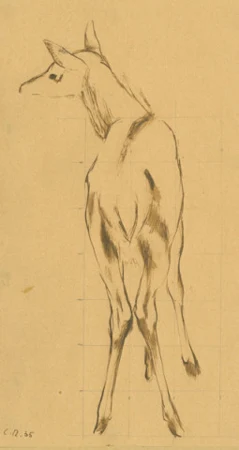 Reh, Studie. 1935.