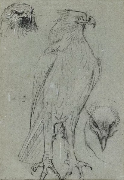Charles L’Eplattenier — Croquis de rapaces