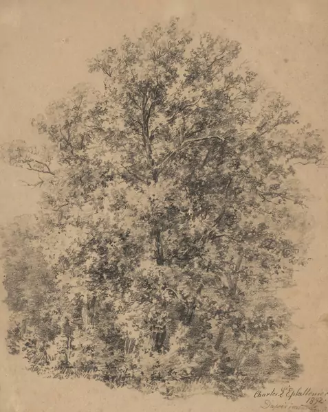 Charles L'EPLATTENIER (1874-1946), 'Arbres', dessin au crayon — DognyAuction