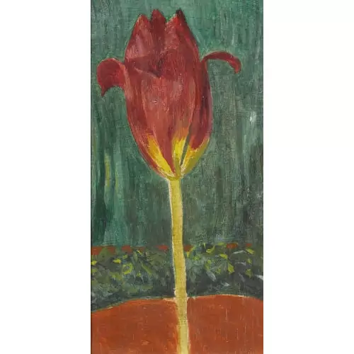 Tulpe