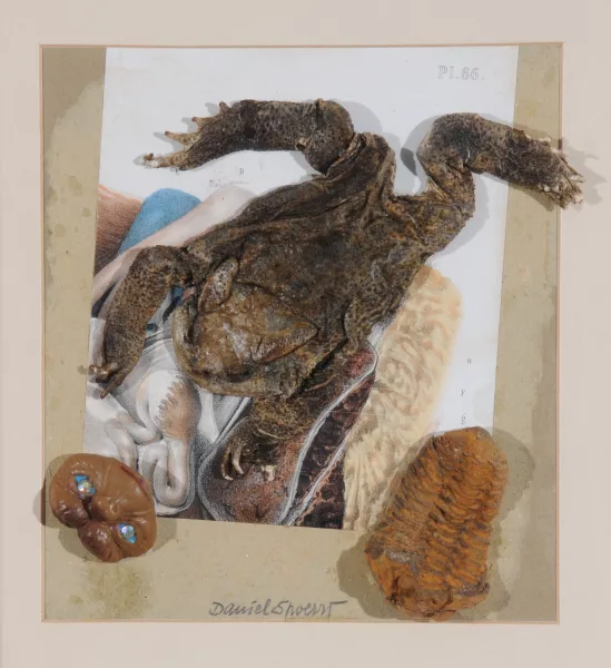Daniel Spoerri — E.T. entdeckt erstaunt in der Kröte und der Urlaus seine Ahnen..., 1997